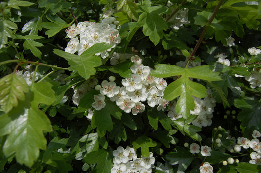 Crataegus spp (leaf and flower)- Hawthorn Leaf & Flower Tincture