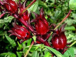 Hibiscus sabdariffa - Hibiscus Tincture