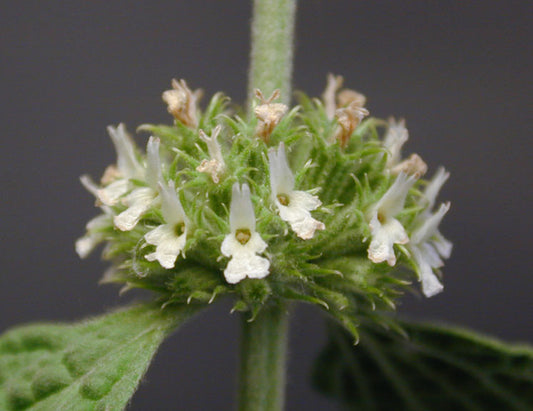 Marrubium vulgare- Horehound Tincture