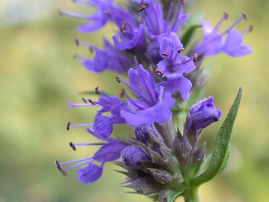 Hyssopus officinalis- Hyssop Tincture