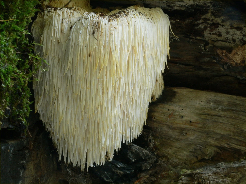 Hericium erinaceus- Lions Mane Mushroom Tincture