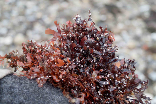 Chondrus crispus- Irish Sea Moss Tincture