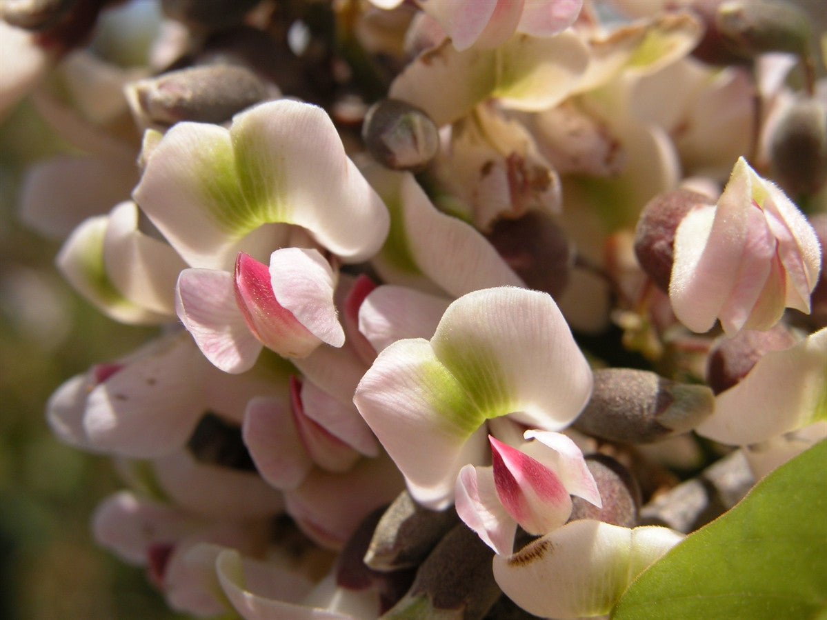 Piscidia piscipula- Jamaican Dogwood Tincture