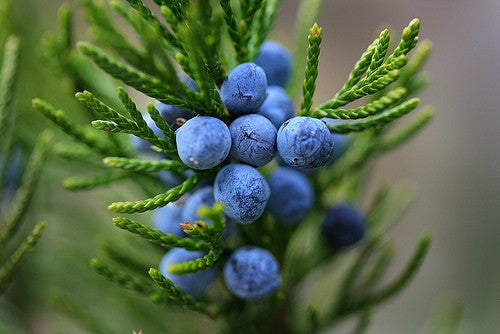 Juniperus communis- Juniper Berry Tincture