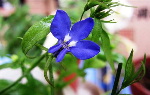 Lobelia inflata- Lobelia Tincture