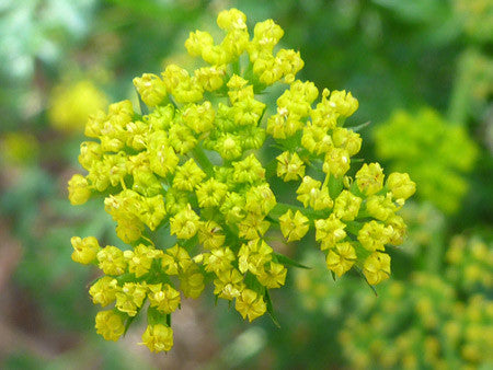 Lomatium dissectum- Lomatium Tincture