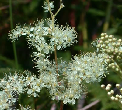 Filipendula ulmaria- Meadowsweet Tincture