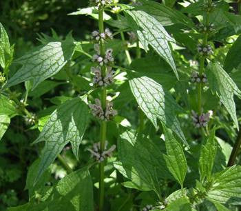 Leonurus cardiaca- Motherwort Tincture