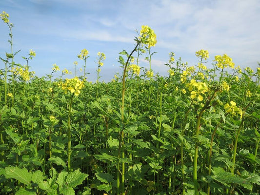 Sinapis alba- Mustard Tincture