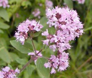 Origanum vulgare- Oregano Leaf Tincture