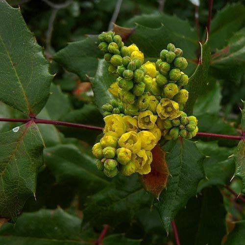 Mahonia aquilfolium- Oregon Grape Root Tincture