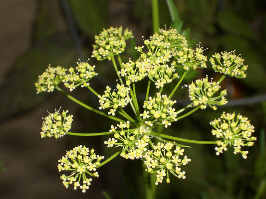 Petroselinum crispum- Parsley Leaf Tincture