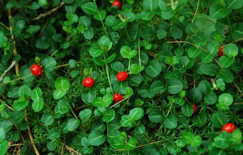 Mitchella repens - Partridge Berry (Squawvine) Tincture