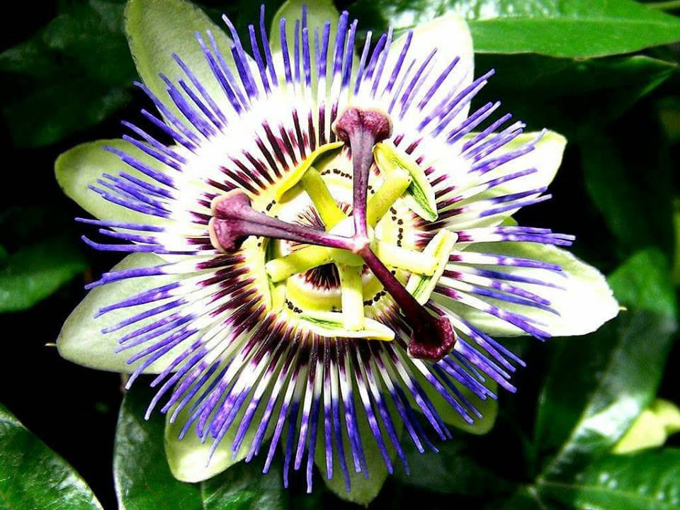 Passiflora incarnata- Passionflower Tincture
