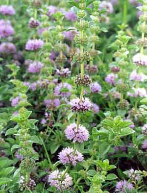 Mentha pulgeium- Pennyroyal Tincture