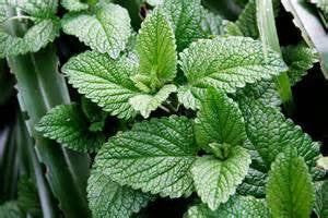 Mentha piperita- Peppermint Leaf Tincture