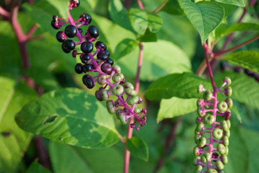 Phytolacca americana- Poke Root Tincture