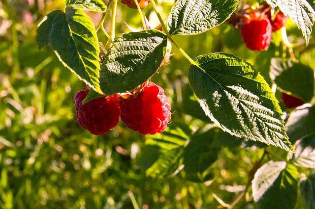 Rubus idaeus- Raspberry Leaf Tincture
