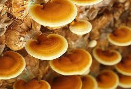 Ganoderma lucidum- Reishi Mushroom Tincture