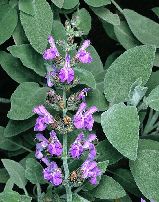 Salvia officinalis- Sage Leaf Tincture