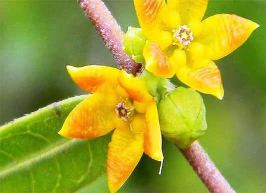 Hemidesmus indicus- Indian Sarsaparilla Tincture