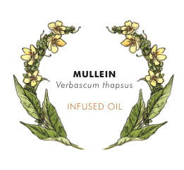 Mullein Lf & Flower Oil