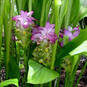 Curcuma longa- Turmeric Root Tincture