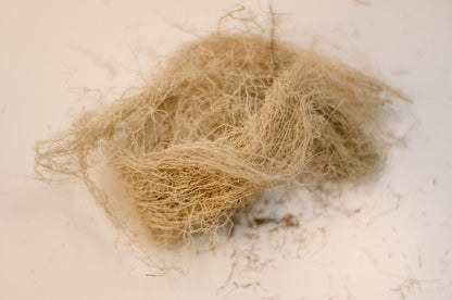 Usnea