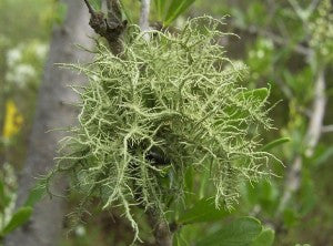 Usnea spp- Usnea Tincture