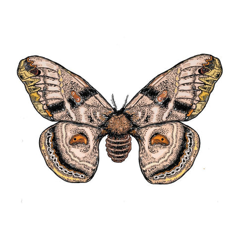 Moth sticker