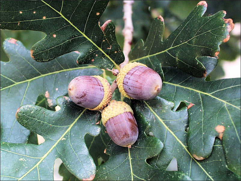 Quercus alba- White Oak Bark Tincture