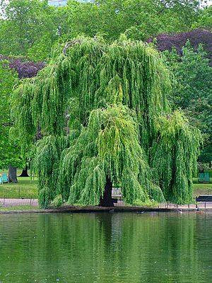 Salix alba- White Willow Tincture