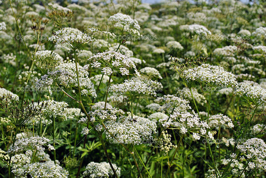 Daucus carota- Wild Carrot Tincture