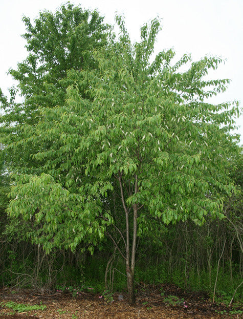 Prunus serotina- Wild Cherry Bark Tincture