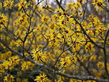 Hamamelis virginiana- Witch Hazel Leaf & Twig Tincture