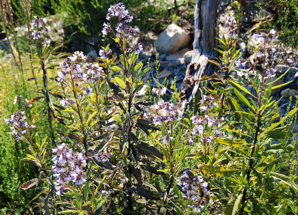 Eriodictyon californicum- Yerba Santa Tincture