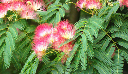 Albizia julibrissin- Albizia (Mimosa) Tincture