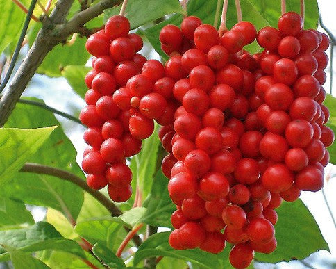 Schisandra chinensis- Schisandra (Wu Wei Zi) Berry Tincture
