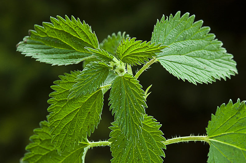 Urtica dioica - Nettle Root Tincture