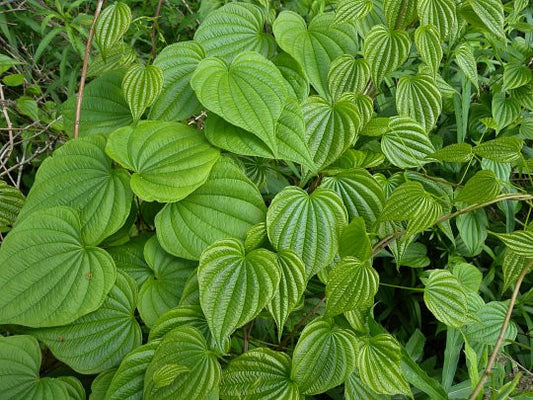 Dioscorea villosa- Wild Yam Tincture