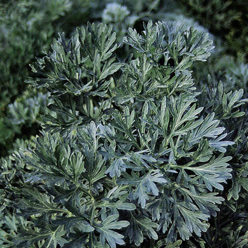 Artemisia absinthium- Wormwood Tincture